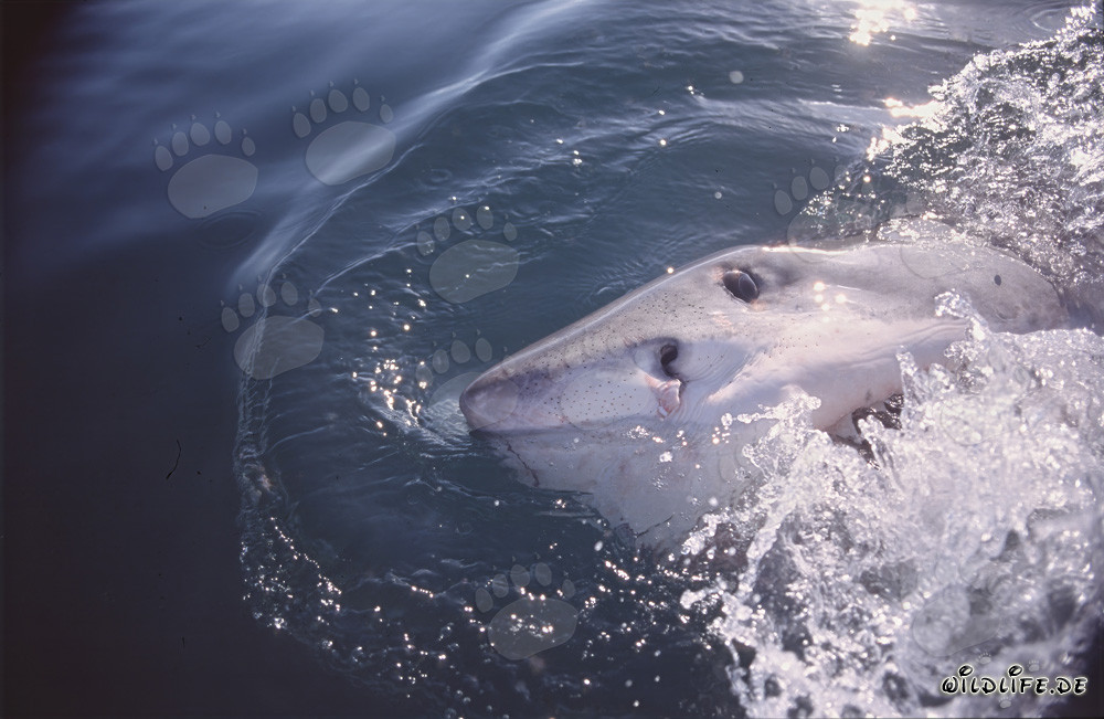 Fascinante Gran Tiburón Blanco emerge en la superficie del agua