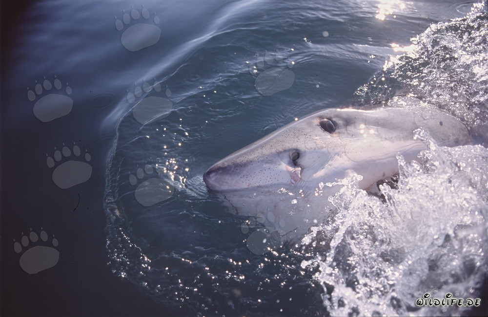 Grand requin blanc fascinant émerge à la surface de l'eau