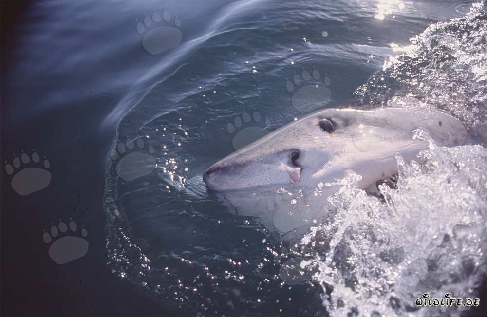 Affascinante Squalo Bianco emerge in superficie dell'acqua