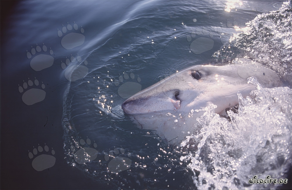 Faszinierender Weißer Hai taucht an der Wasseroberfläche auf