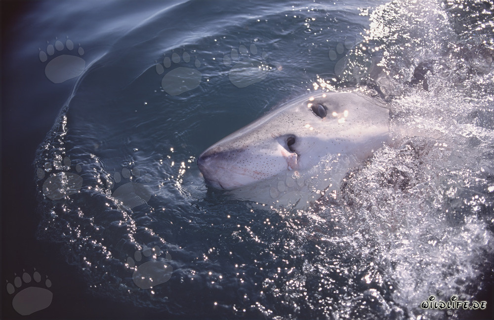 Impresionante gran tiburón blanco emerge en la superficie del agua