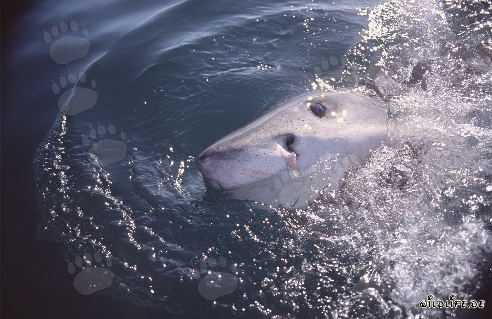 Imposanter Weißer Hai taucht an der Wasseroberfläche auf