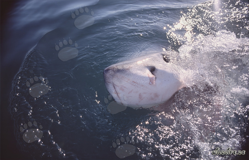 Grand requin blanc majestueux brisant la surface de la mer