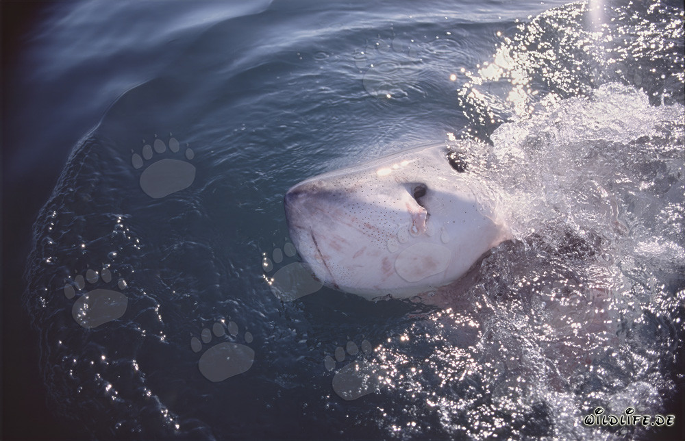 Majestic Great White Shark Breaking the Ocean Surface