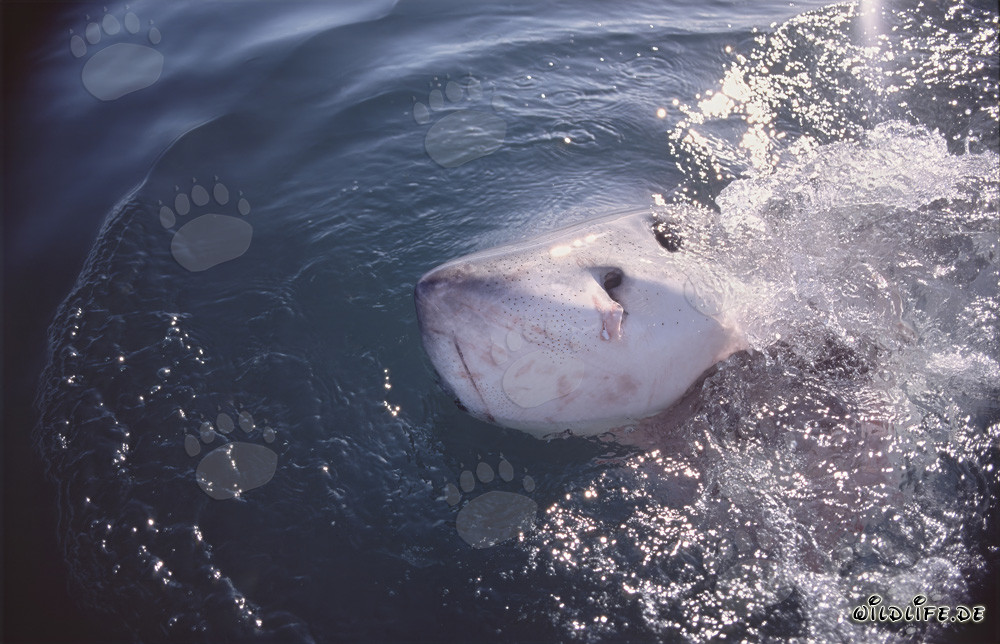 Majestuoso tiburón blanco rompiendo la superficie del mar