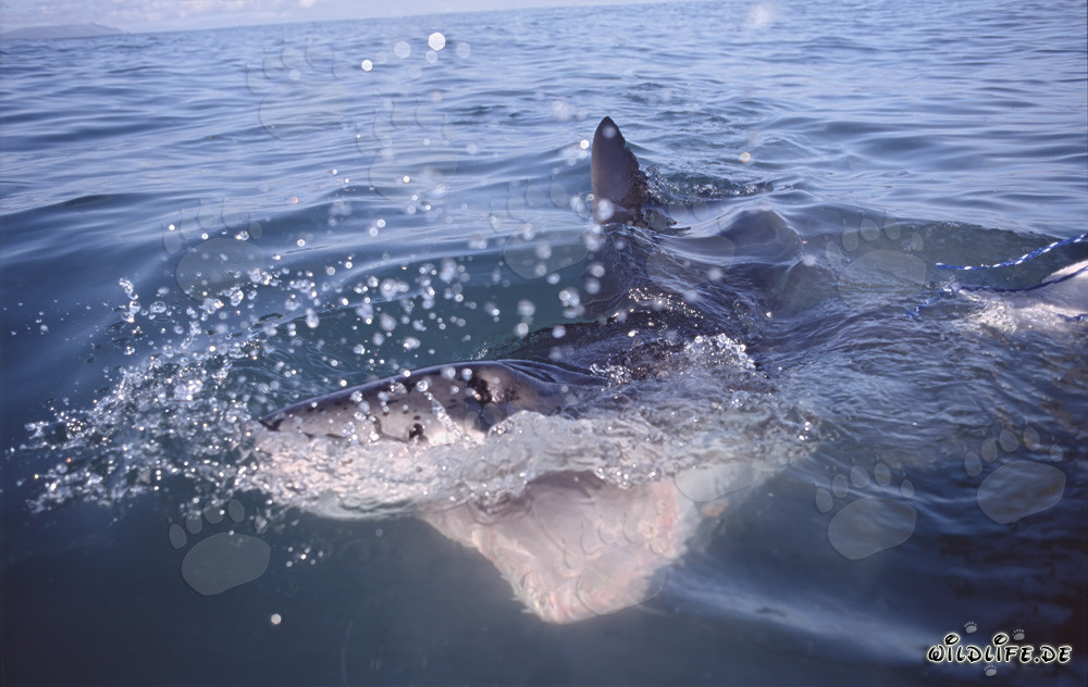 Impressive Great White Shark with a wide open mouth at the coast of Gansbaai/Dyer Island