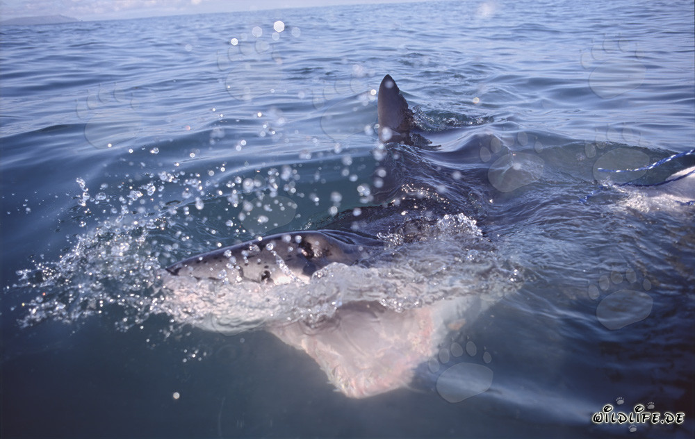 Impresionante tiburón blanco con la boca abierta cerca de Gansbaai/Dyer Island