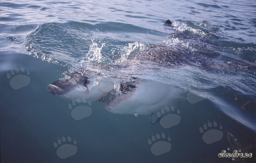 Impressive Great White Shark hunting near the water surface