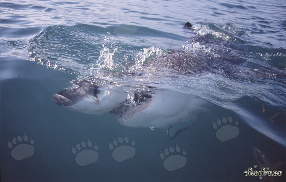 Grand requin blanc chasse près de la surface de l'eau