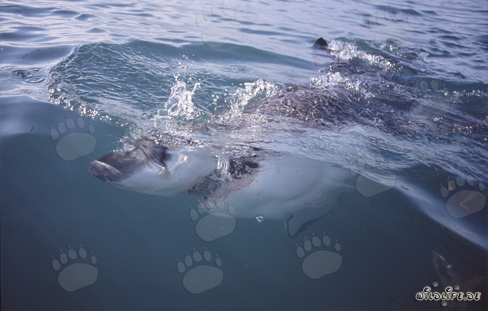 Impresionante tiburón blanco cazando cerca de la superficie del agua