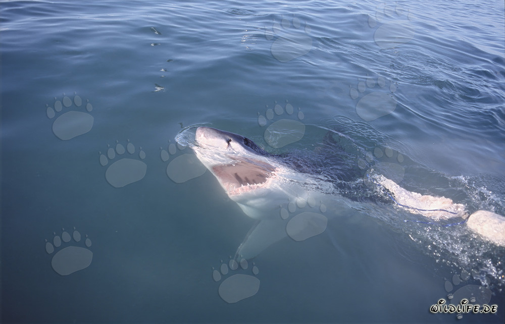 Le majestueux Grand Requin Blanc - Terreur et fascination à la fois