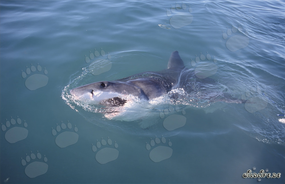 Grand requin blanc impressionnant à la surface de l'eau à Gansbaai