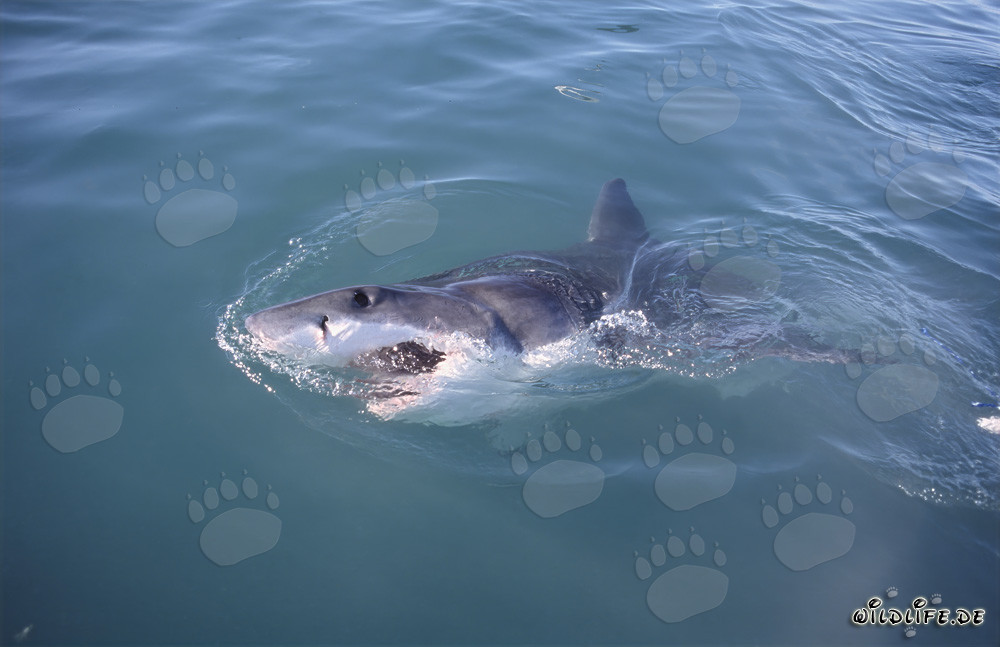 Impressive Great White Shark at the Water Surface in Gansbaai