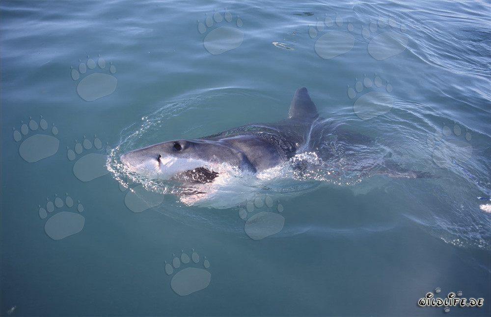 Impresionante tiburón blanco en la superficie del agua en Gansbaai