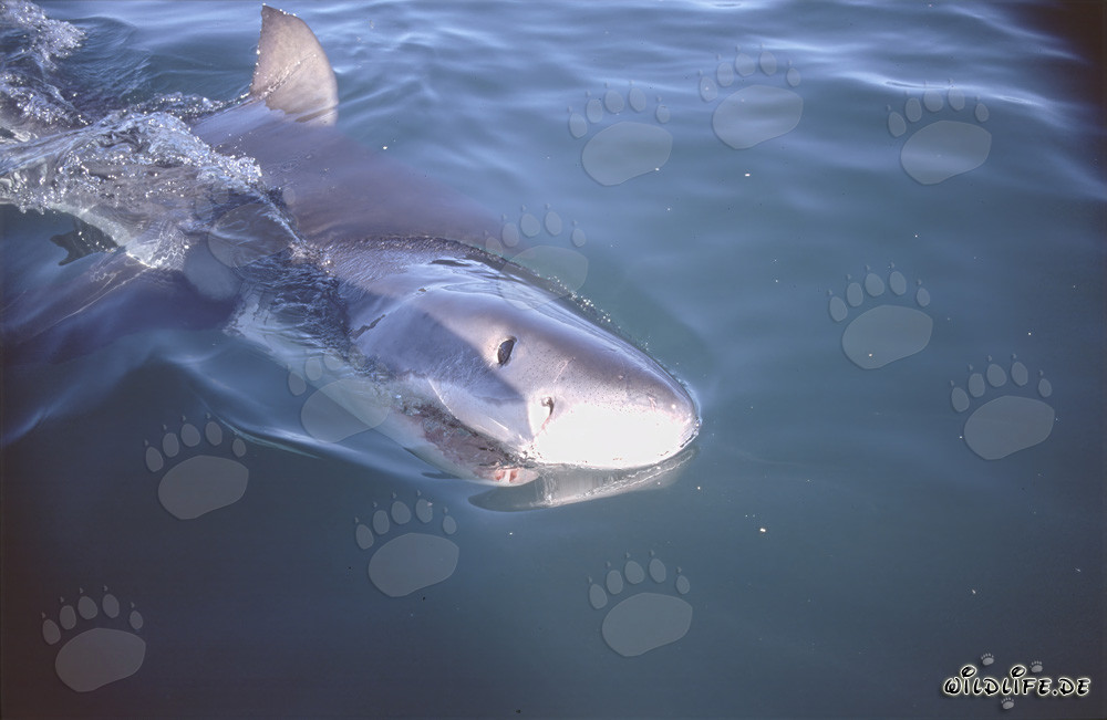 Giovane squalo bianco nuota in superficie