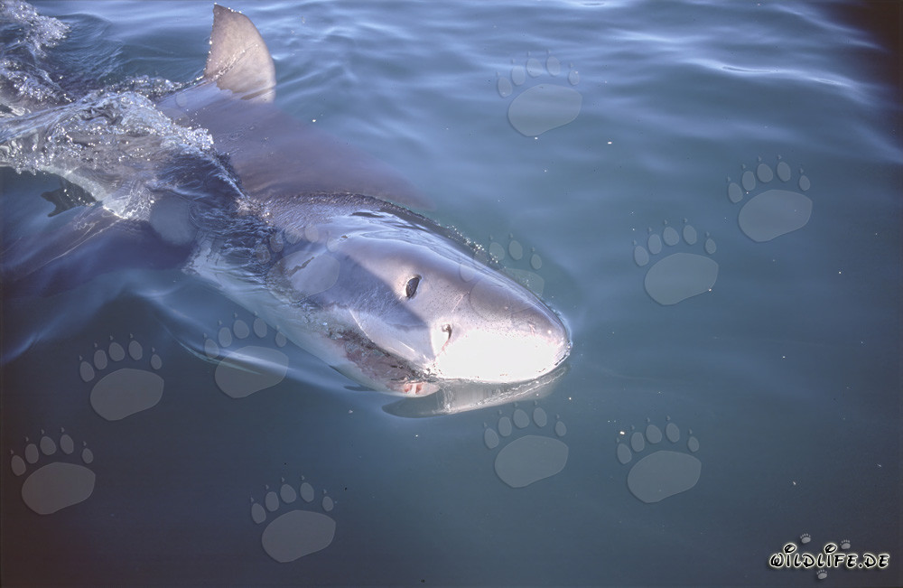 Jeune grand requin blanc nage à la surface de l'eau
