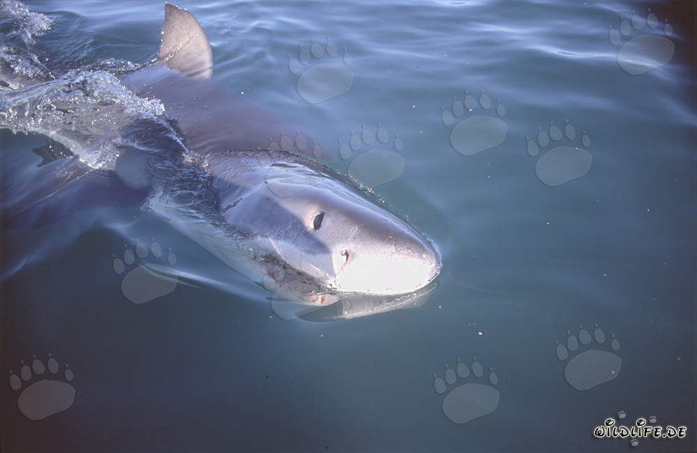 Joven tiburón blanco nada en la superficie del agua