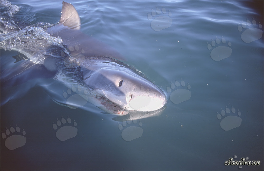 Junger Weißer Hai schwimmt an der Wasseroberfläche