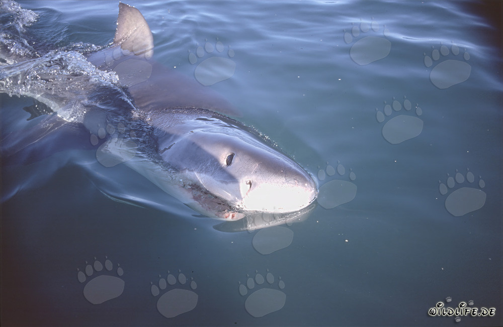 Young Great White Shark swimming at the water surface