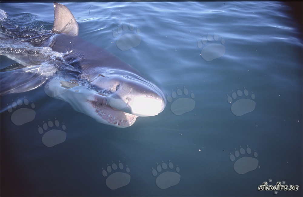 Giovane squalo bianco nuota in superficie dell'acqua