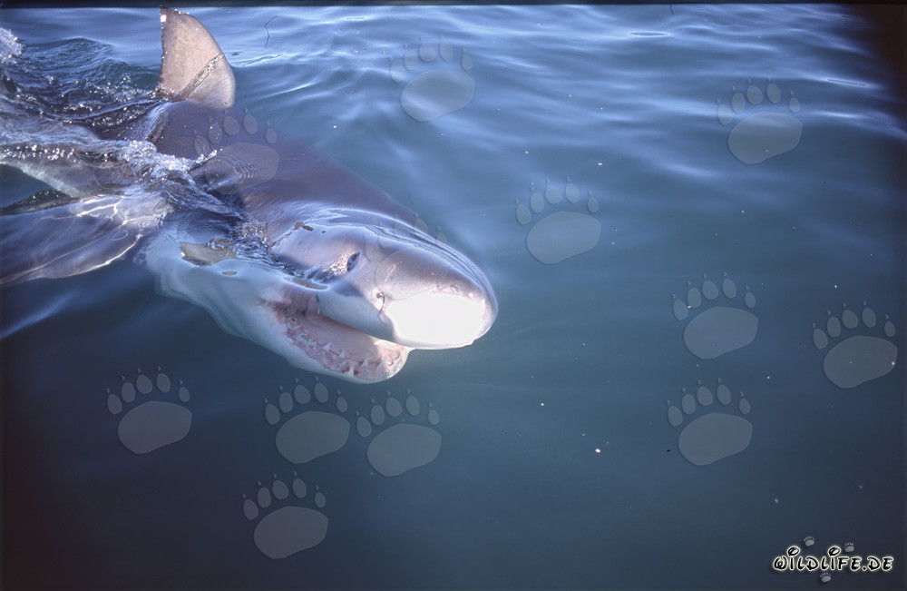 Jeune grand requin blanc nage en surface de l'eau