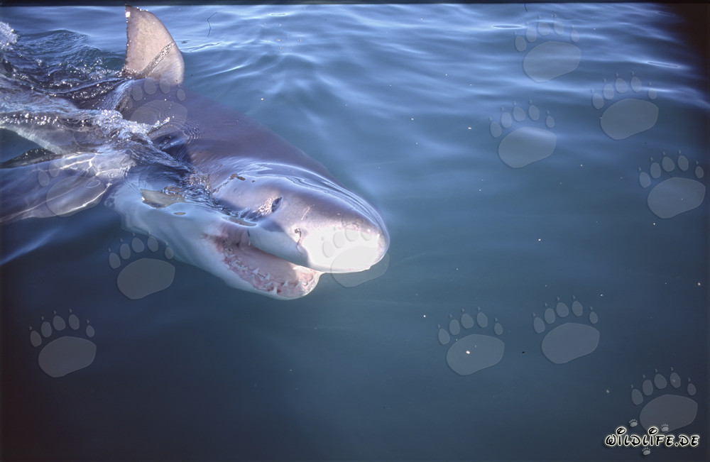Joven tiburón blanco nada en la superficie del agua