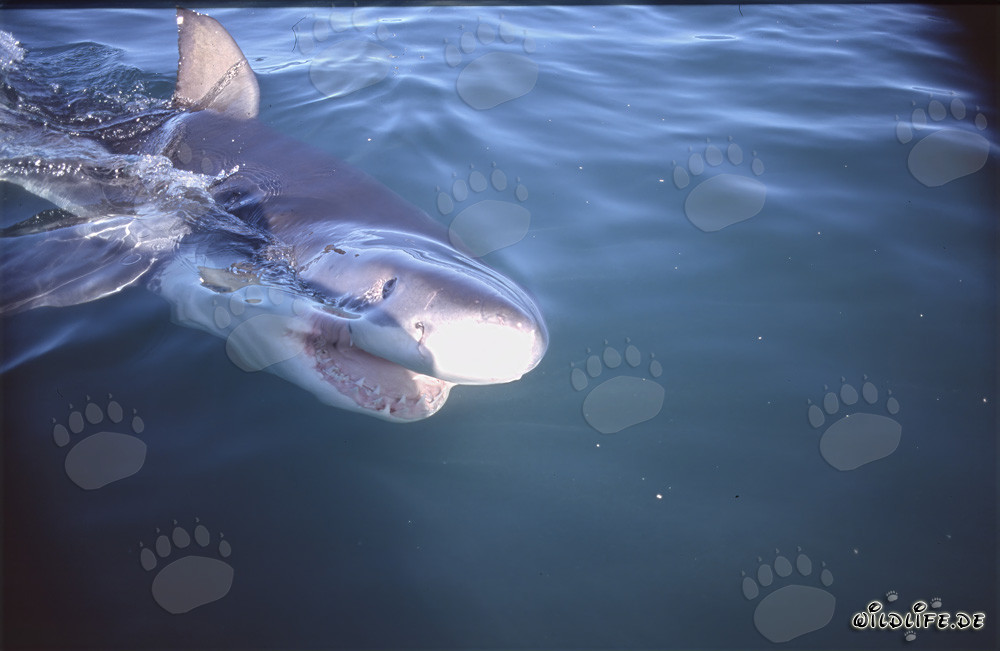 Young Great White Shark Swimming at the Water Surface