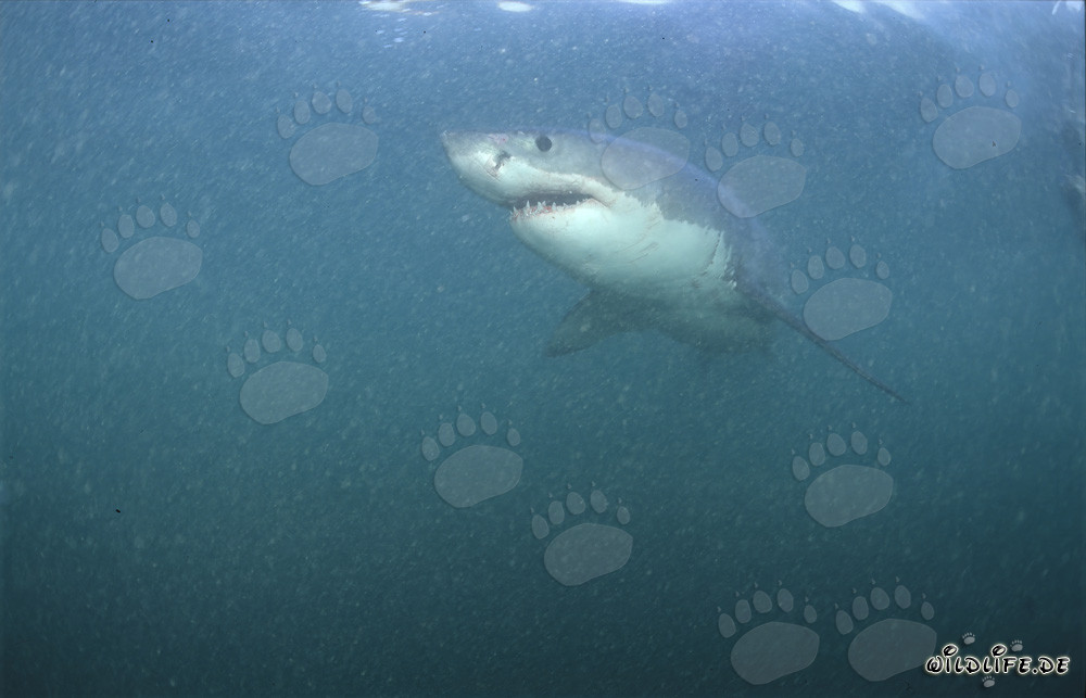 Le fascinant Grand Requin Blanc dans le paradis naturel au large de la côte sud-africaine