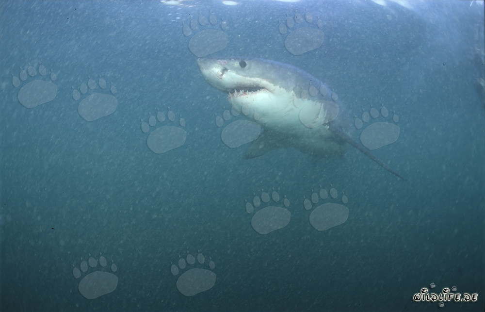 Fascinating Great White Shark in the Natural Paradise off the Coast of South Africa