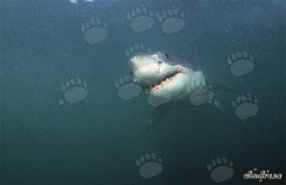 Majestic Great White Shark off the Coast of South Africa
