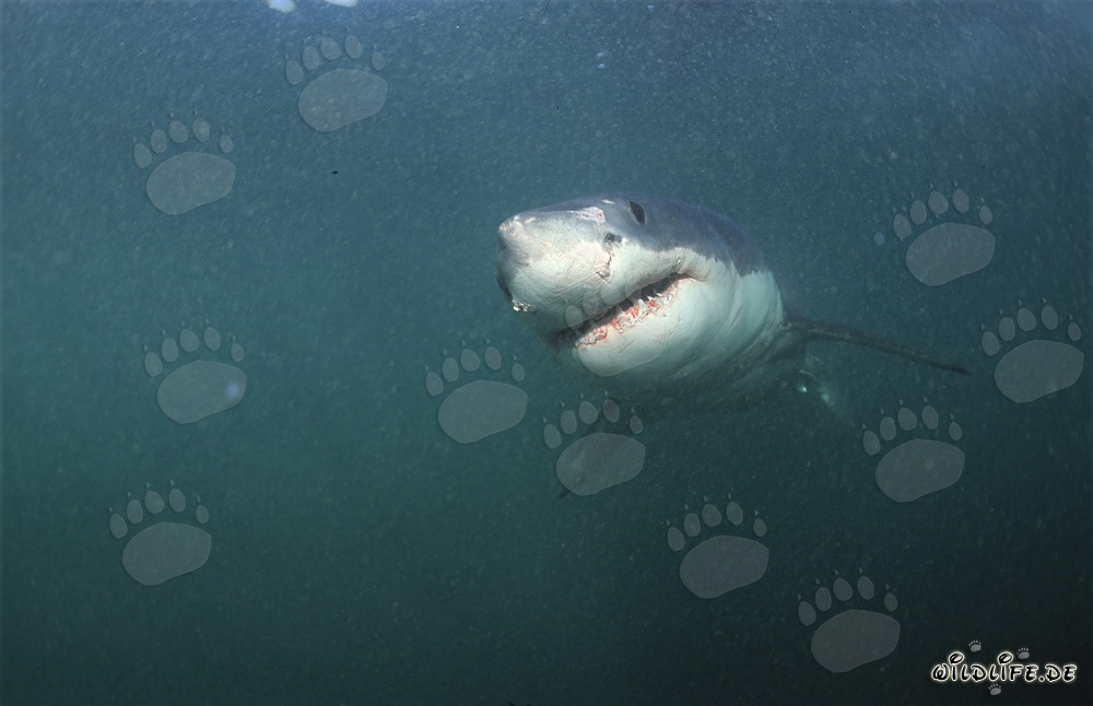Majestuoso tiburón blanco frente a la costa de Sudáfrica