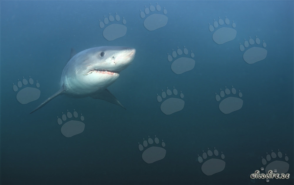 Great White Shark