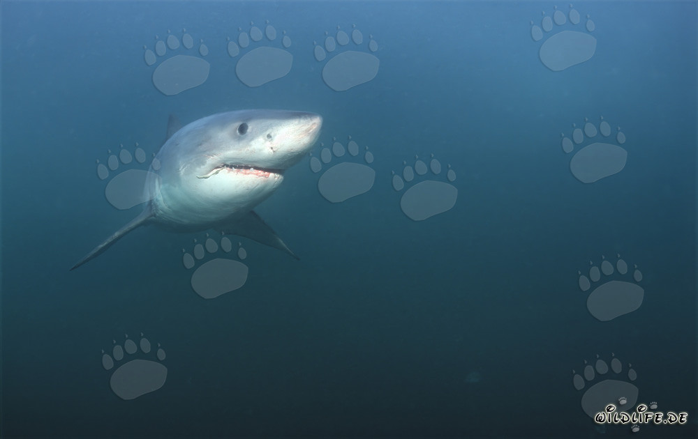 Requin blanc devant Geyser Rock