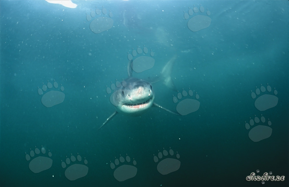 Curious Baby Great White Shark Underwater