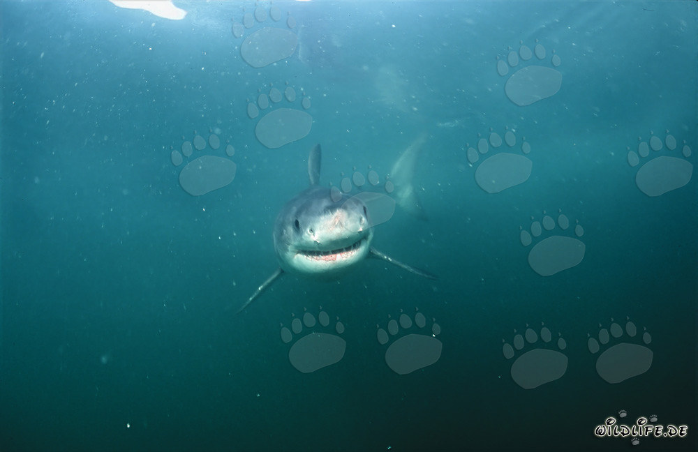 Jeune requin blanc curieux sous l'eau
