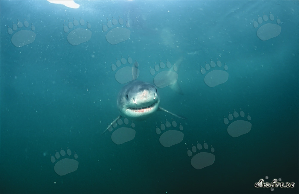 Curioso bebé tiburón blanco bajo el agua