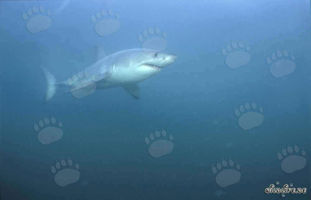 El Gran Tiburón Blanco frente a la costa de Gansbaai, Sudáfrica