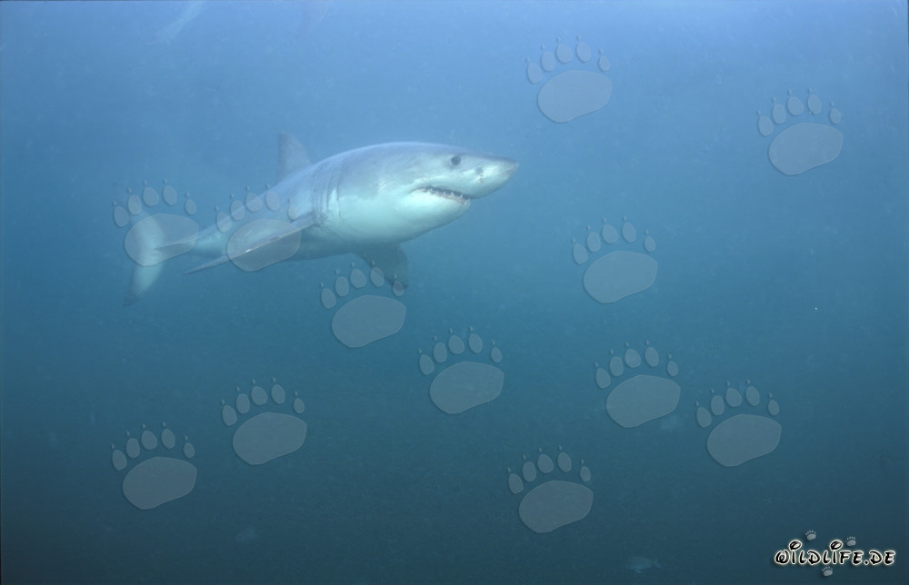 Le Grand Requin Blanc au large de Gansbaai, Afrique du Sud