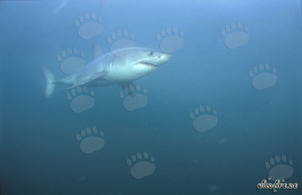 The Great White Shark off the coast of Gansbaai, South Africa