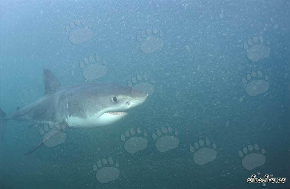 Baby Great White Shark exploring the plankton-rich underwater world off Gansbaai