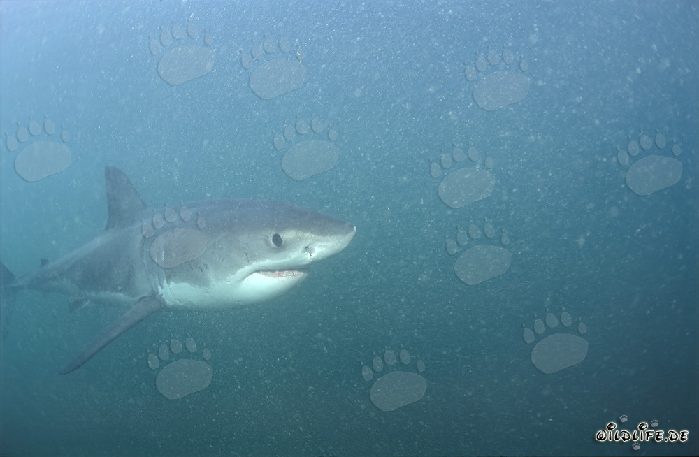 Baby Weißer Hai erkundet die planktonreiche Unterwasserwelt vor Gansbaai