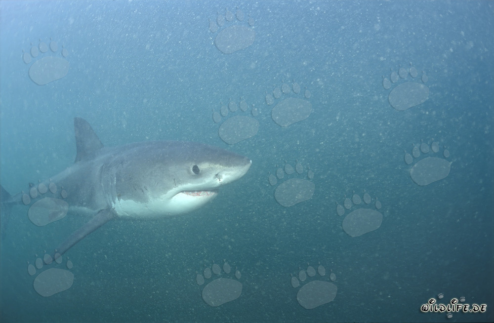 Jeune requin blanc explorant le monde sous-marin riche en plancton devant Gansbaai