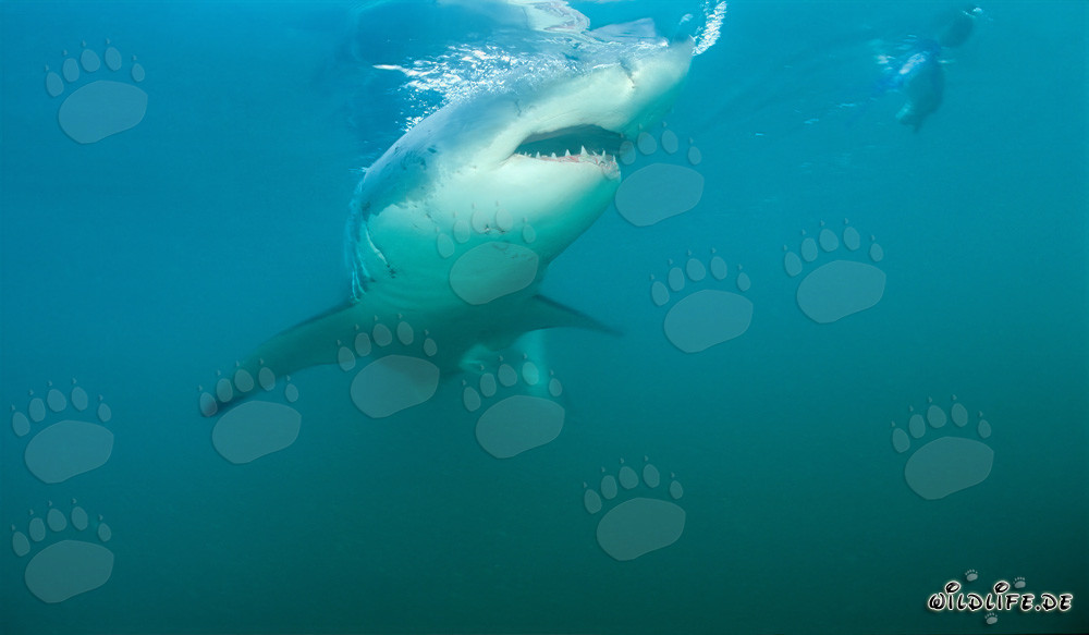 Grand requin blanc près de Gansbaai et de l'île Dyer au large des côtes sud-africaines