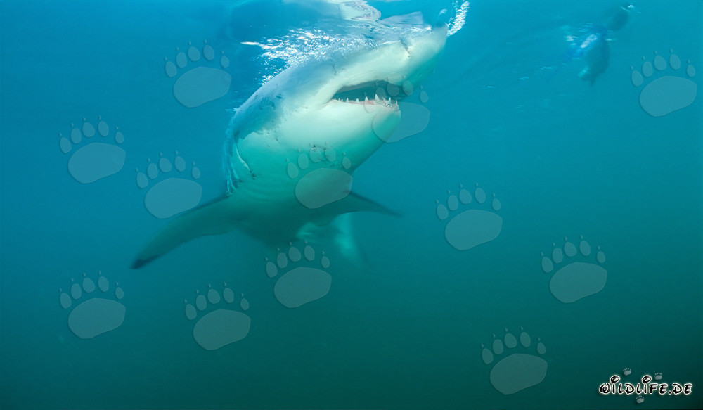 Impressive Great White Shark near Gansbaai and Dyer Island off the coast of South Africa