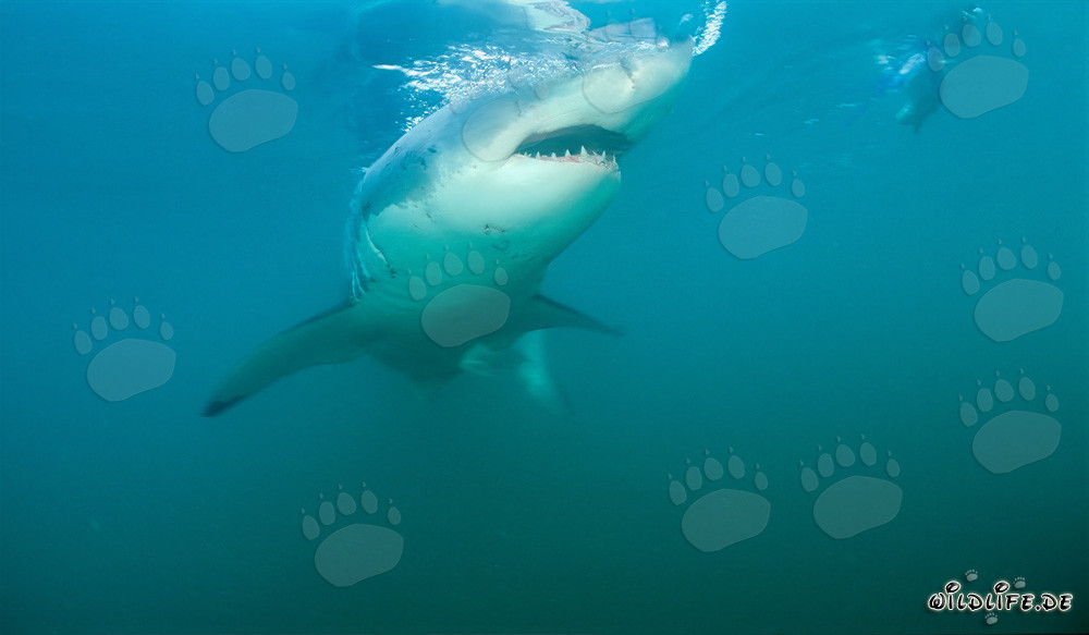 Gran tiburón blanco cerca de Gansbaai y la Isla Dyer frente a la costa de Sudáfrica
