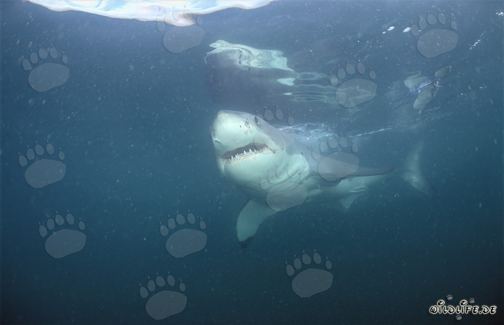 Great White Shark off the Coast of South Africa
