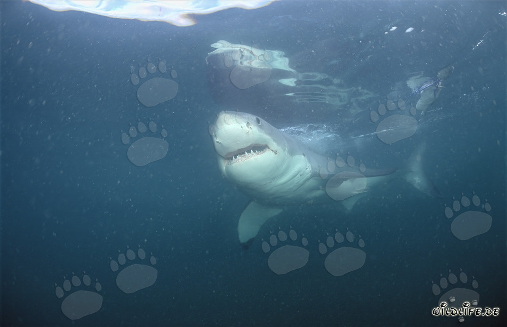 Grand requin blanc au large des côtes sud-africaines