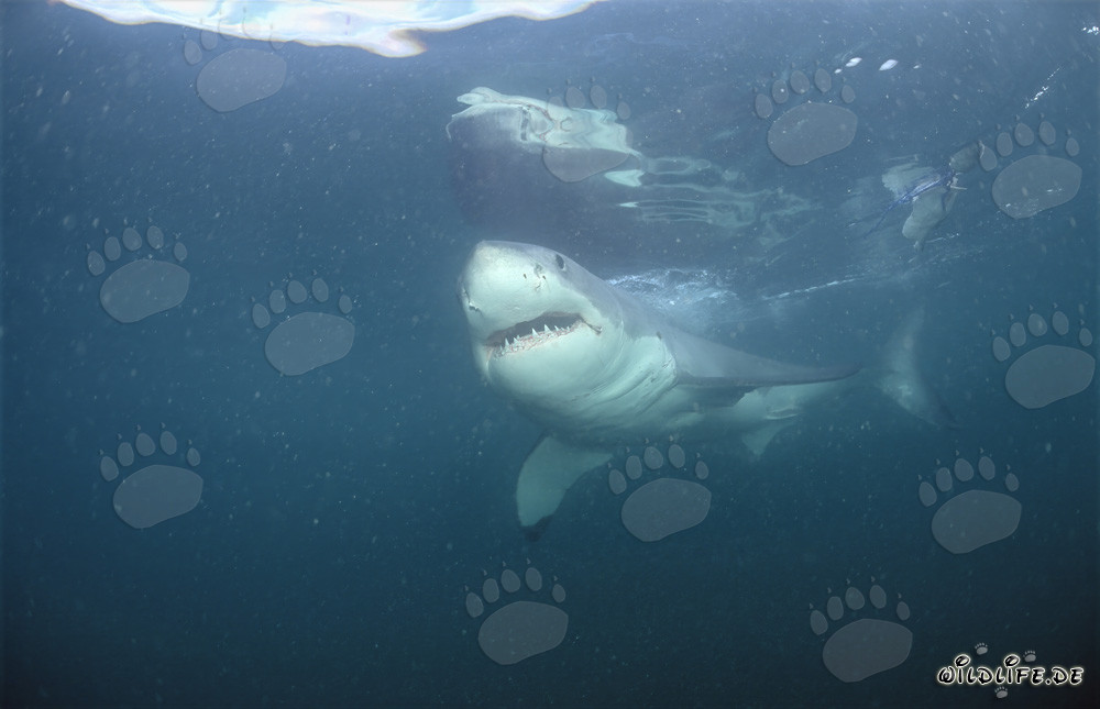 Gran tiburón blanco frente a la costa de Sudáfrica