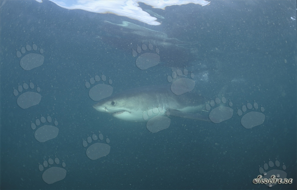 Grand requin blanc imposant dans l'eau trouble par le plancton devant Geyser Rock et Dyer Island en Afrique du Sud