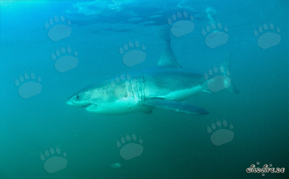Great White Shark off the Coast of South Africa